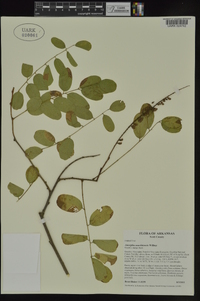 Amorpha ouachitensis image