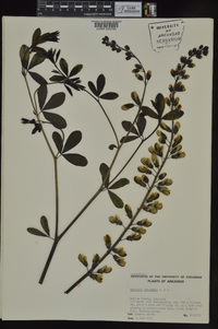 Baptisia alba image