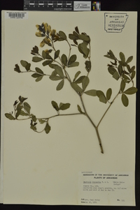 Baptisia alba image