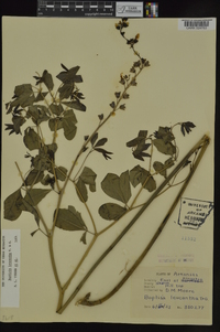 Baptisia alba var. macrophylla image