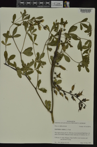 Baptisia alba image