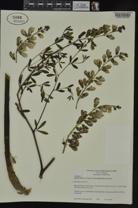 Baptisia alba image