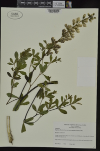 Baptisia alba image