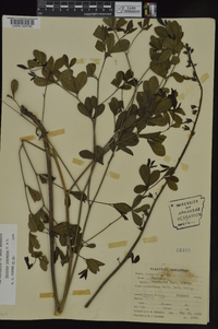 Baptisia alba var. macrophylla image