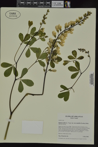 Baptisia alba image