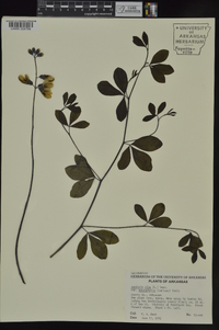 Baptisia alba var. macrophylla image