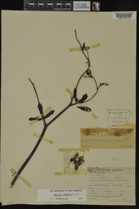 Baptisia alba image