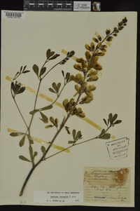 Baptisia alba var. macrophylla image