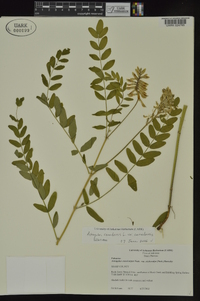 Astragalus canadensis image