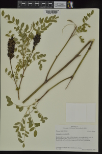 Astragalus canadensis var. canadensis image