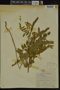 Astragalus canadensis image