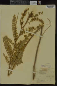 Astragalus canadensis var. canadensis image