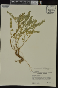 Astragalus crassicarpus var. trichocalyx image