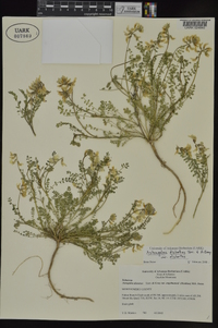 Astragalus distortus var. distortus image