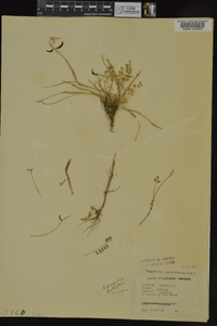 Astragalus distortus var. engelmannii image