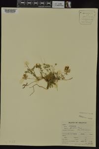 Astragalus distortus var. engelmannii image