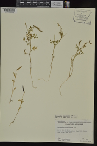 Astragalus leptocarpus image