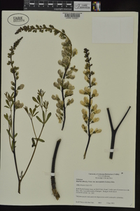 Baptisia alba var. macrophylla image