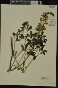 Baptisia alba var. macrophylla image