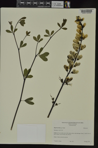 Baptisia alba image