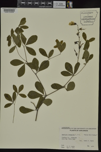 Baptisia alba image