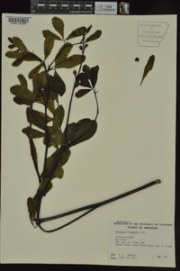 Baptisia alba image