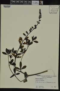 Baptisia alba var. macrophylla image