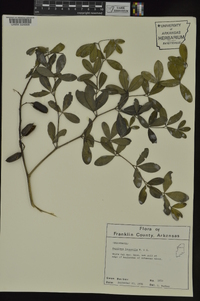 Baptisia alba image