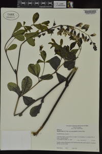 Baptisia alba image