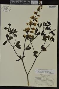 Baptisia alba var. macrophylla image