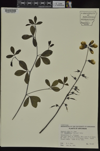 Baptisia alba var. macrophylla image