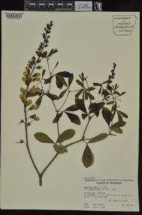 Baptisia alba image