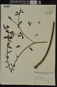 Baptisia alba image