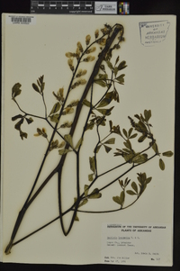 Baptisia alba image