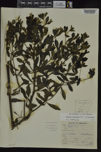 Baptisia bracteata var. leucophaea image