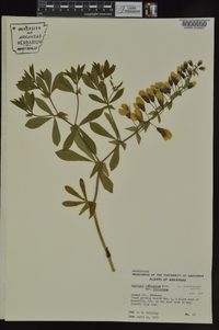 Baptisia bracteata image