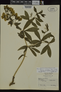 Baptisia bracteata image