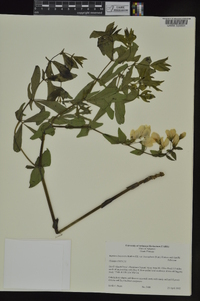 Baptisia bracteata image