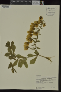 Baptisia bracteata var. leucophaea image