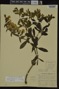 Baptisia bracteata var. leucophaea image