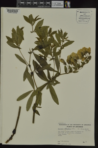 Baptisia bracteata var. leucophaea image