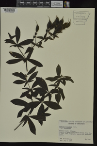 Baptisia bracteata image