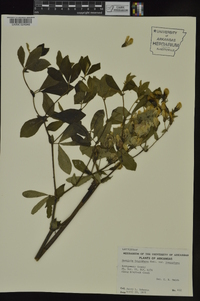 Baptisia bracteata image