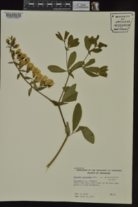 Baptisia bracteata image