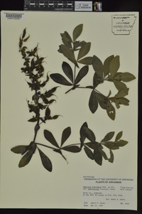 Baptisia bracteata var. leucophaea image