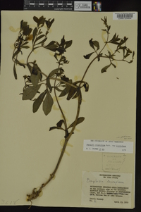 Baptisia bracteata var. leucophaea image