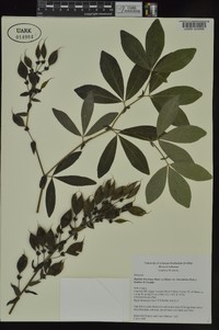 Baptisia bracteata var. leucophaea image