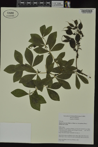 Baptisia bracteata image