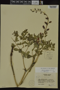 Baptisia australis image