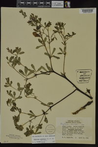 Baptisia australis var. minor image